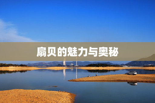 扇贝的魅力与奥秘