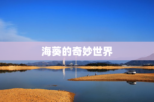 海葵的奇妙世界